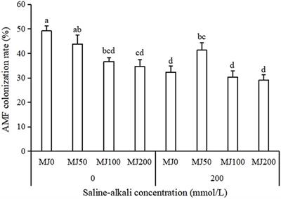 Impact of an arbuscular mycorrhizal fungal inoculum and exogenous methyl jasmonate on the performance of tall fescue under saline-alkali condition